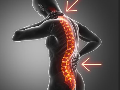 spine